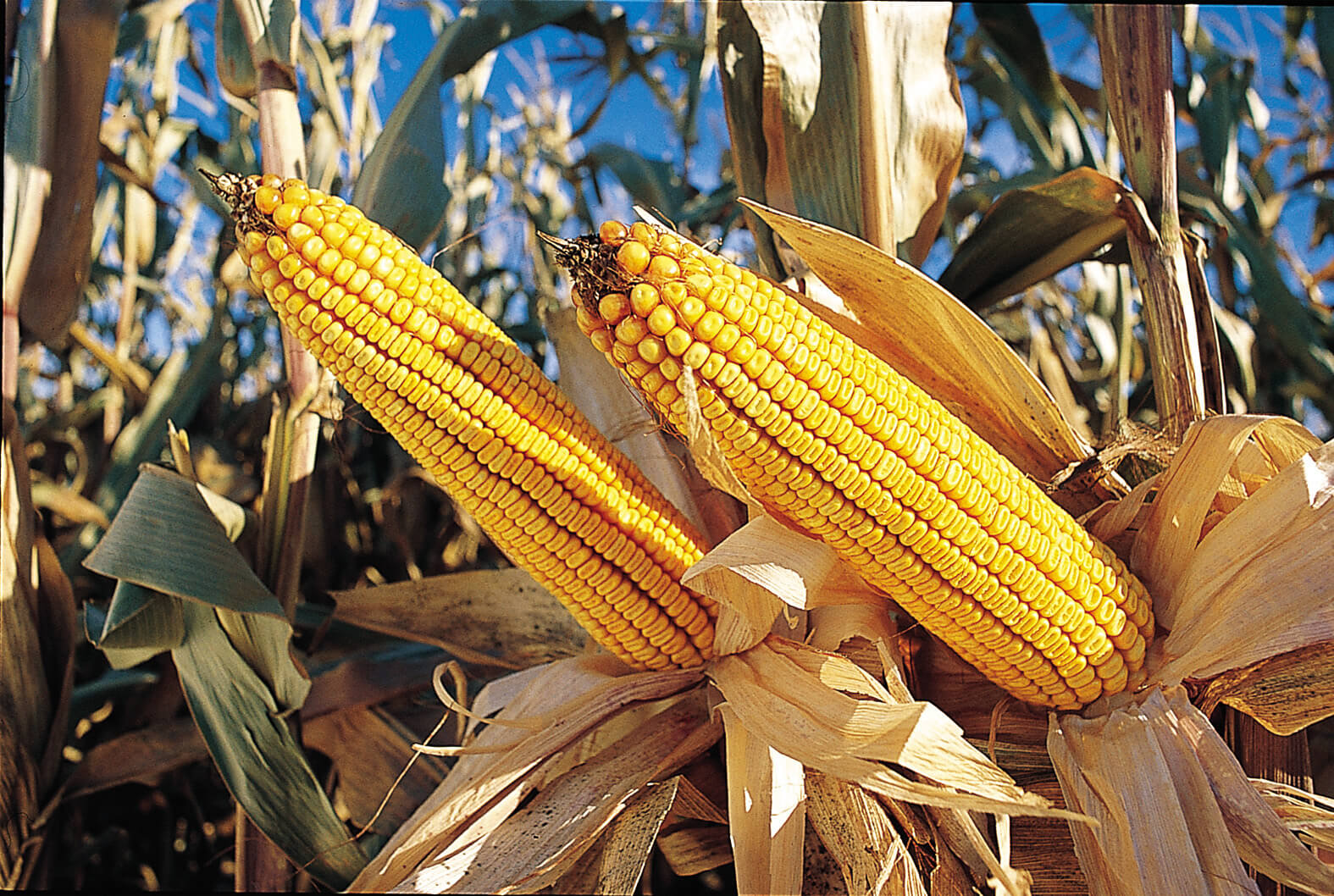 Edomex no cultiva maíz transgénico
