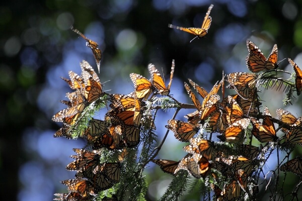 Llegó 60 % más mariposa Monarca
