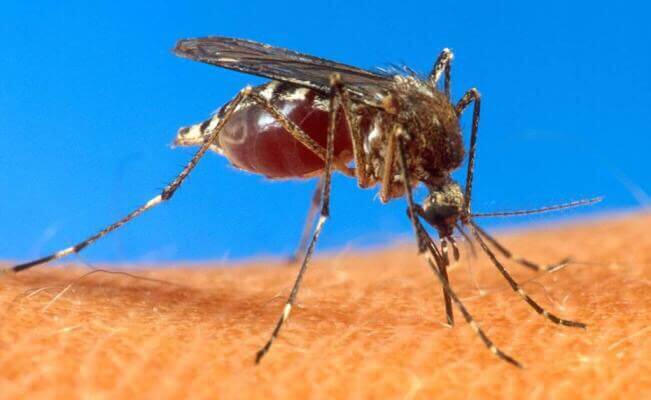Reforzarán medidas de prevención contra el virus Zika