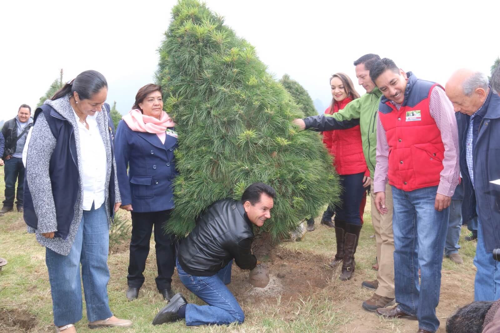 Edomex es primero en producción de árboles de navidad