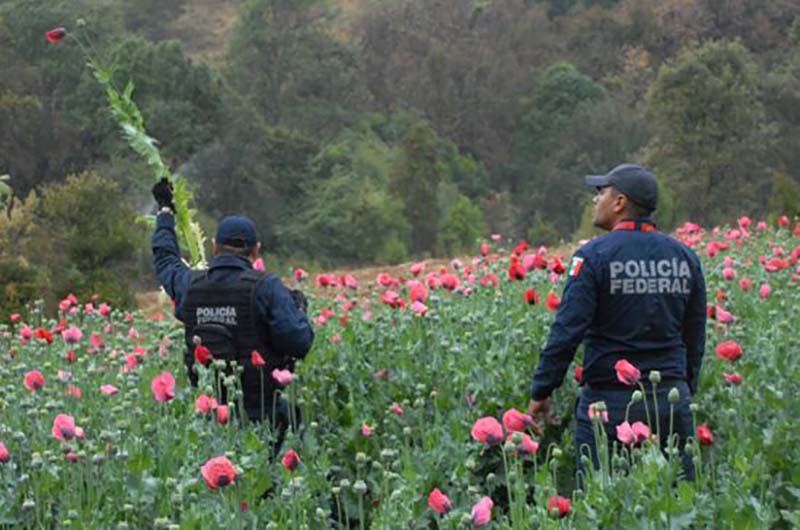 Destruyen amapolas y recuperan tigre y puma