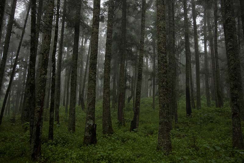 Ocupa Edomex tercer lugar en reforestación del país