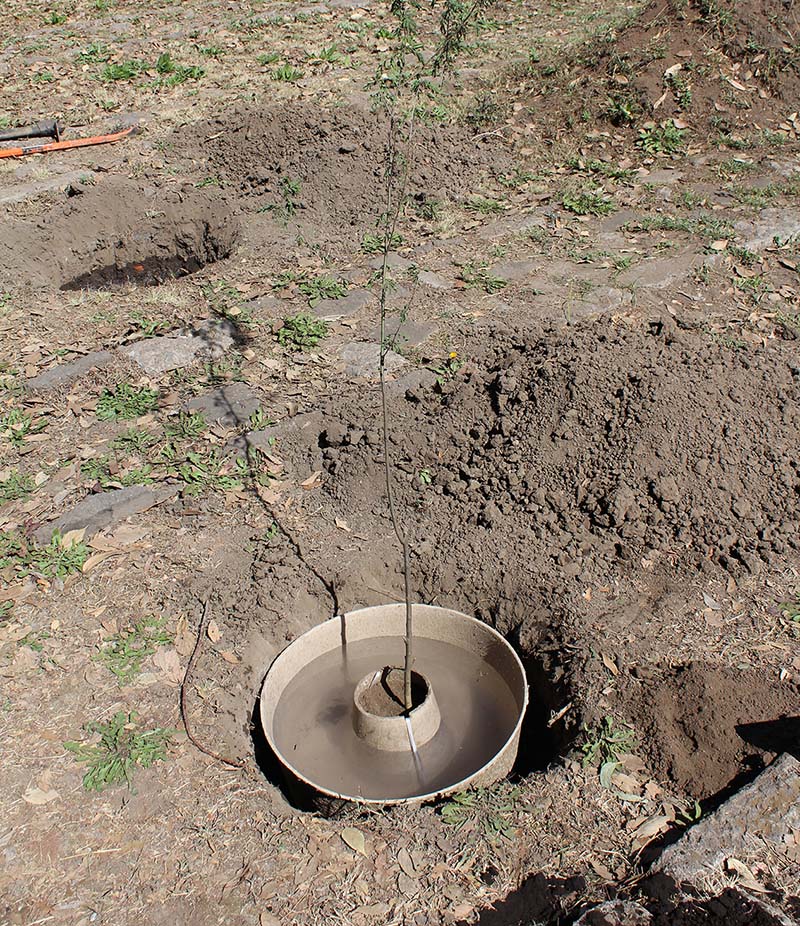 Prueban capullo para aumentar tasa de supervivencia en reforestaciones