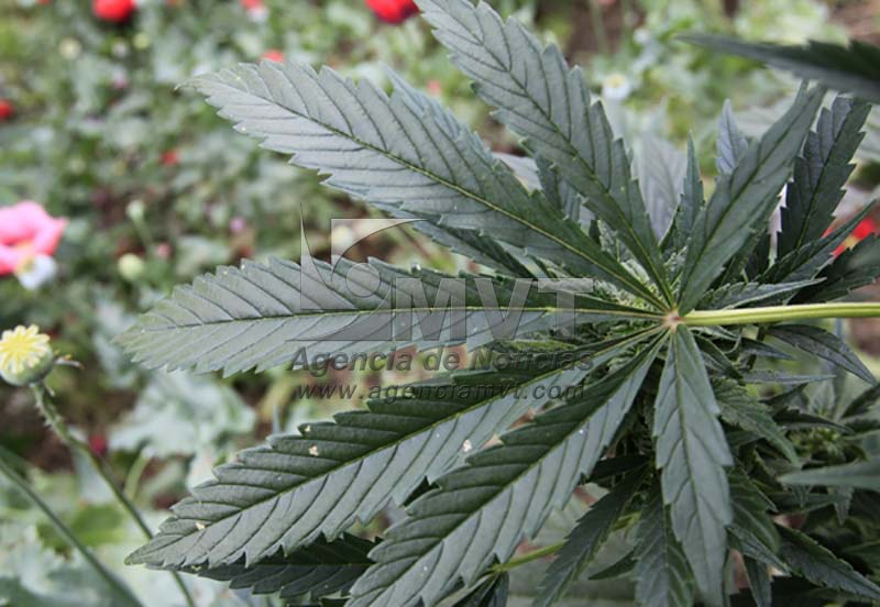 Encuentran marihuana y cocaína en inmueble de Tlatlaya