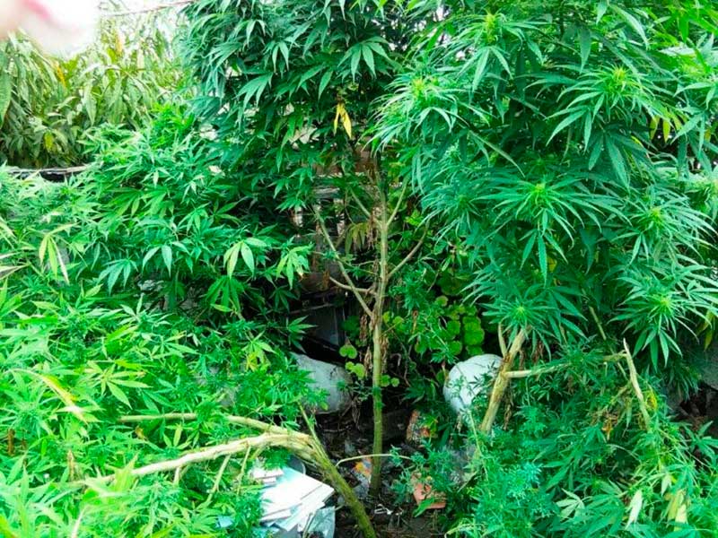 Sembraba marihuana una mujer, “para sus reumas”, en Tezoyuca