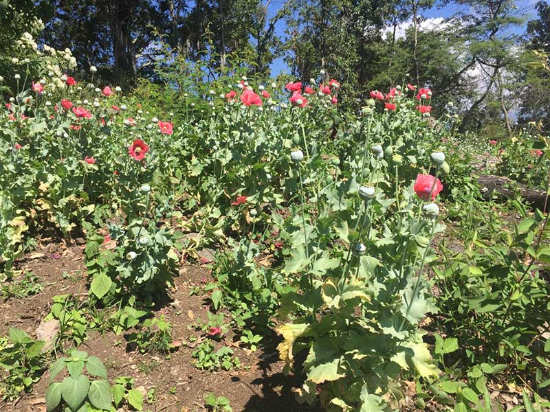 amapola2