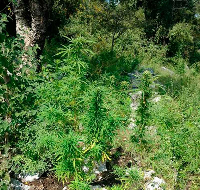 Localizan más de 5 mil plantas de marihuana en Zumpahuacán