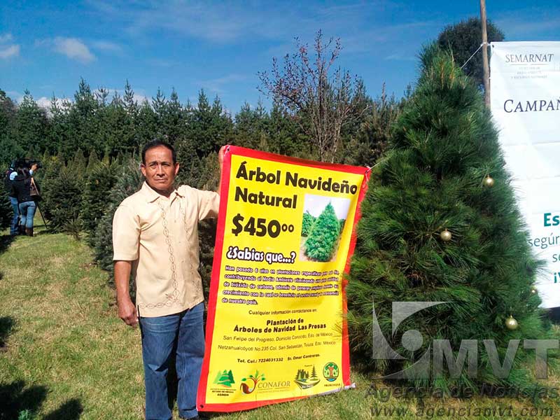 Costarán el triple que los mexiquenses los árboles de Navidad importados