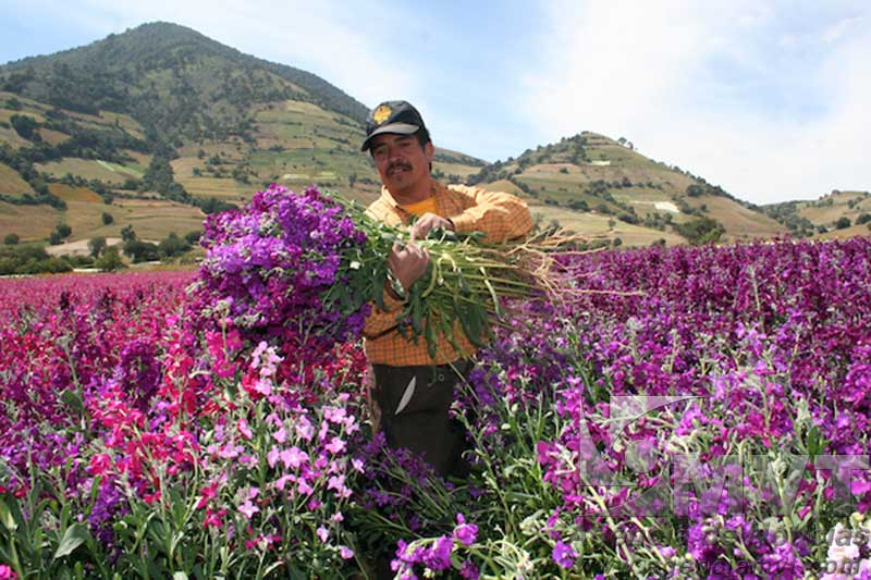Floricultura mexiquense a salvo de muertes por pesticidas