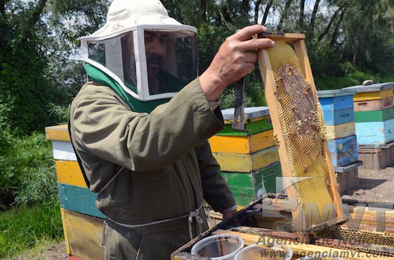 Plaga hizo fracasar la Feria de la Miel en Ecatzingo