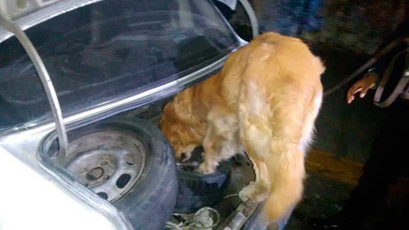 Unidad canina detecta drogas en auto de Metepec y capturan a dos