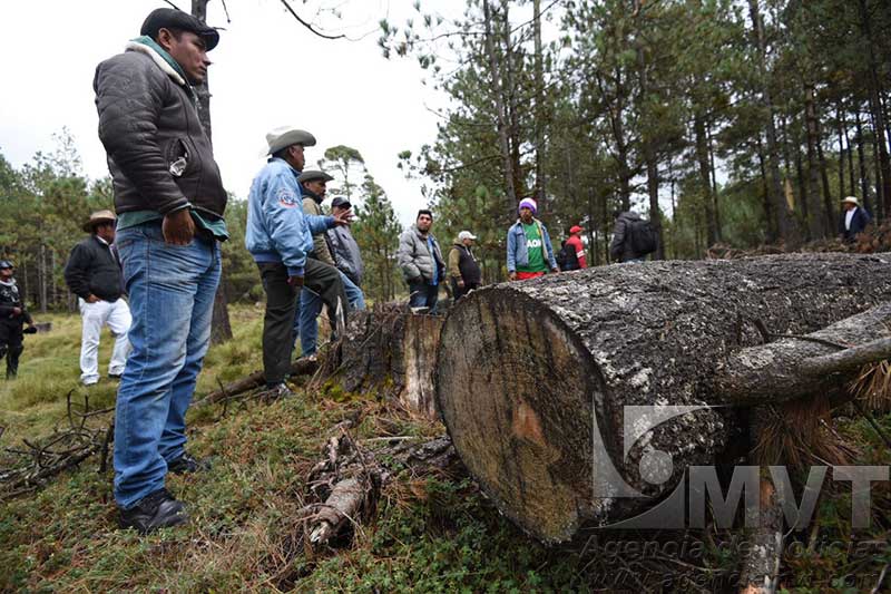 Urgen a frenar tala clandestina en bosques de Temoaya