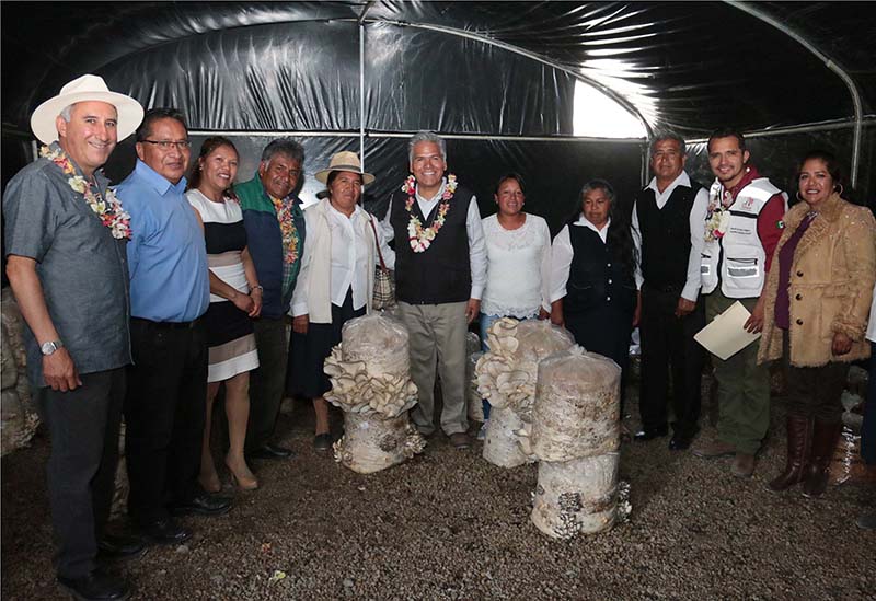 Cultivan hongos seta en San Cristóbal Huichochitlán con programa de Empleo Temporal