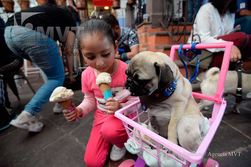 Se reúnen en caminata de perros raza Pug en Toluca