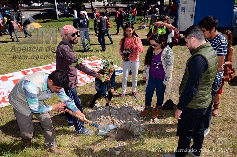 Siembran más árboles sobre el Paseo Tollocan y evitan que tiren los que ya existen