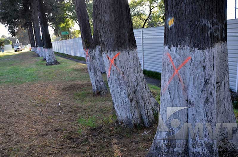 Interviene Derechos Humanos para frenar tala de árboles en Paseo Tollocan