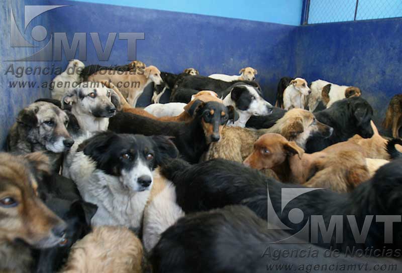 Capturan 31 perros en operativos contra jaurías en zona norte de Toluca