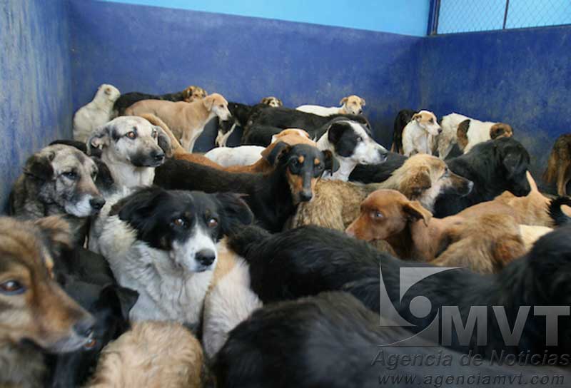 Hasta 20 por ciento anual crece población de perros callejeros en Toluca