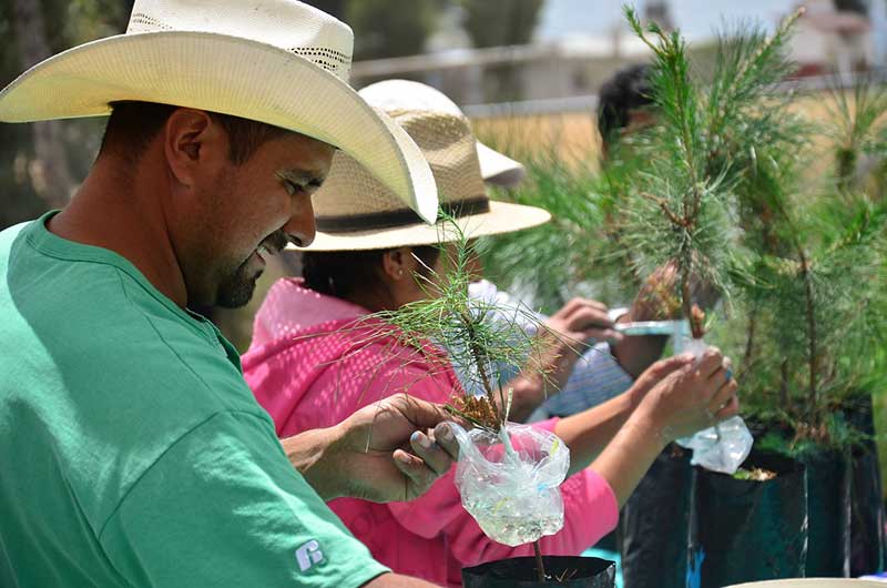Trabajan para aumentar la sobrevivencia de árboles reforestados