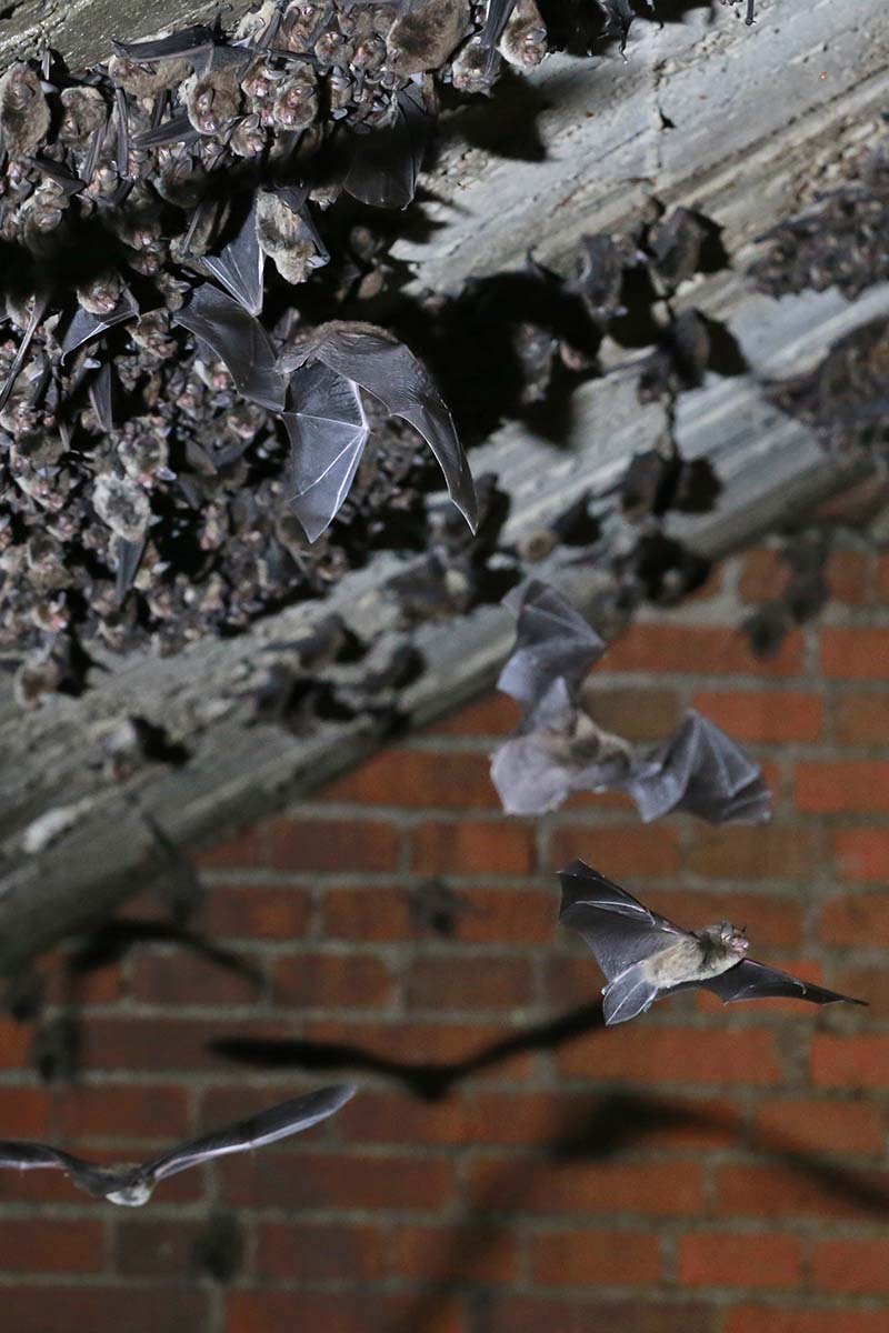 Desarrolla UAEM proyectos para protección  de colonia de murciélagos en Tenancingo