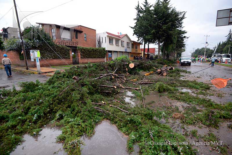 Lluvia, viento y granizo derrumban árboles en el Paseo Colón de Toluca