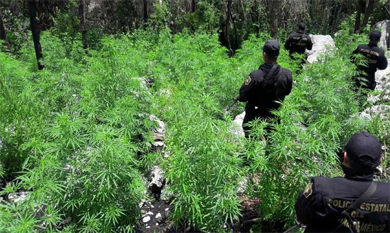 Policías de la CESC localizan y destruyen dos plantíos de marihuana en Zumpahuacán