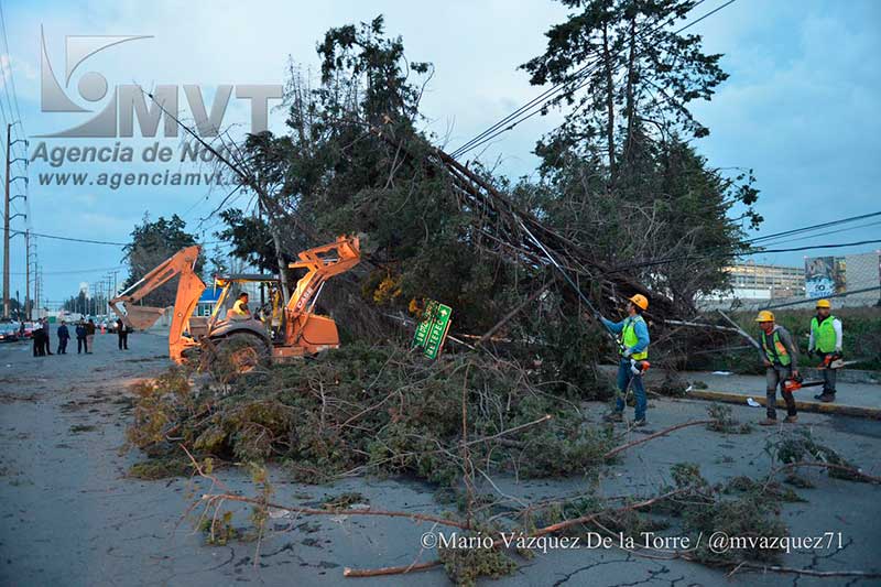 Caen árboles por ráfagas de viento y dañan 3 autos y una barda en la zona industrial de Toluca