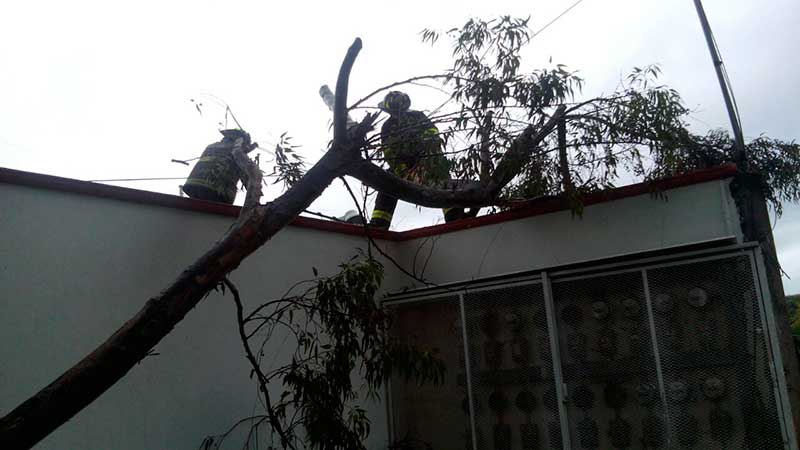 Viento y lluvia derrumbaron 17 árboles en Toluca