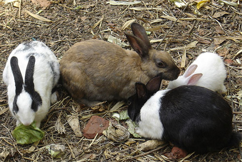 Innova UAEM en método para utilizar vísceras de conejo como coagulante en la producción de queso