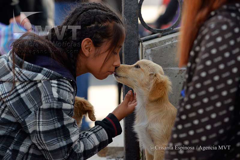 Vigila Toluca permanentemente la salud animal de más de 208 mil perros