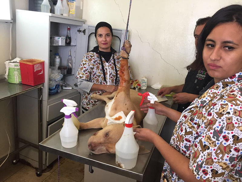 Atienden en el Centro de Atención Canina de Ecatepec a perritos lesionados por el sismo