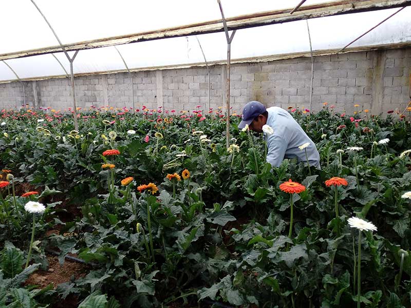 Provoca pérdidas del 40% a floricultores el exceso de lluvia