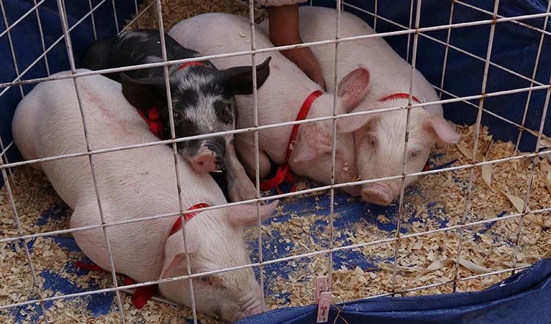 Productores toluqueños intercambian experiencias en Expo Producción Agropecuaria