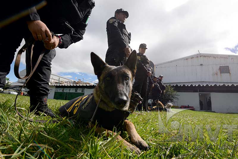 En Edomex también tenemos “héroes caninos”