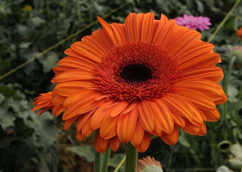 El Edoméx es el único productor de gerbera en el país