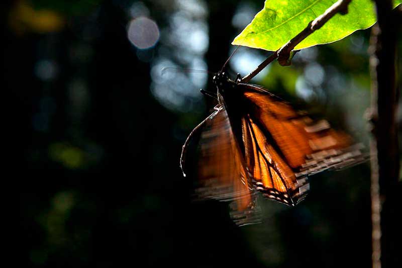 Bosques mexiquenses dan la bienvenida a la Mariposa Monarca