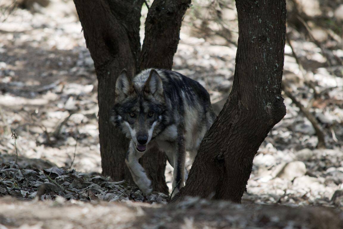 Trabaja Estado de México en programa de reproducción para salvar de la extinción al lobo gris mexicano