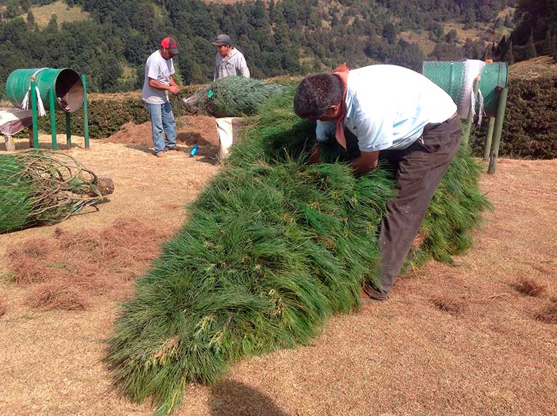 ¡Listos los arbolitos de Navidad mexiquenses!
