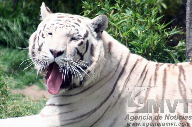Los animales nos enseñan mucho del mundo que nos rodea