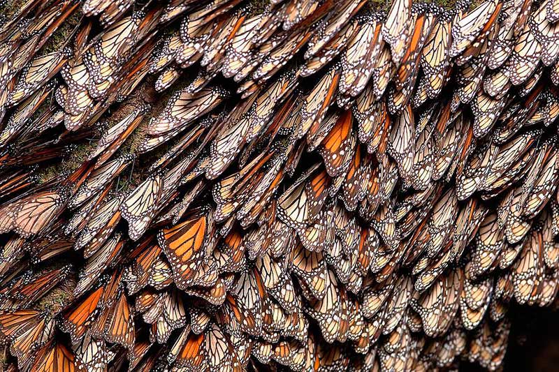 Esperan repunte llegada de mariposas monarca al Edoméx