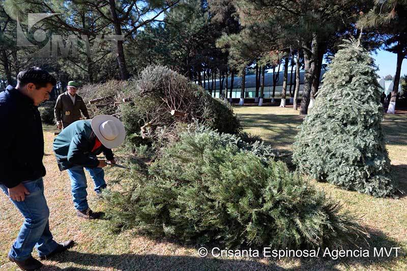 Colectarán medio millón de árboles de Navidad para producir composta y artesanías