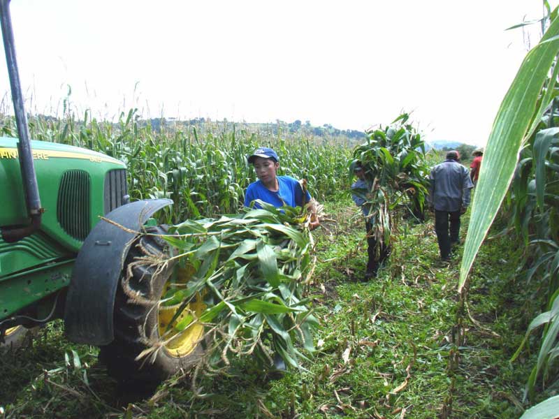 Sedagro abre ventanillas de atención para acceder a programas agropecuarios federales