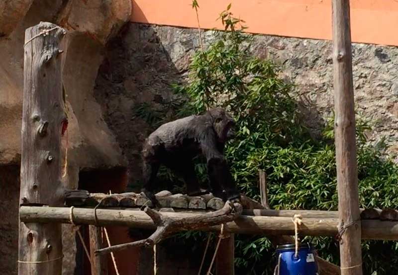 Protegen animales del zoológico de Zacango ante bajas temperaturas