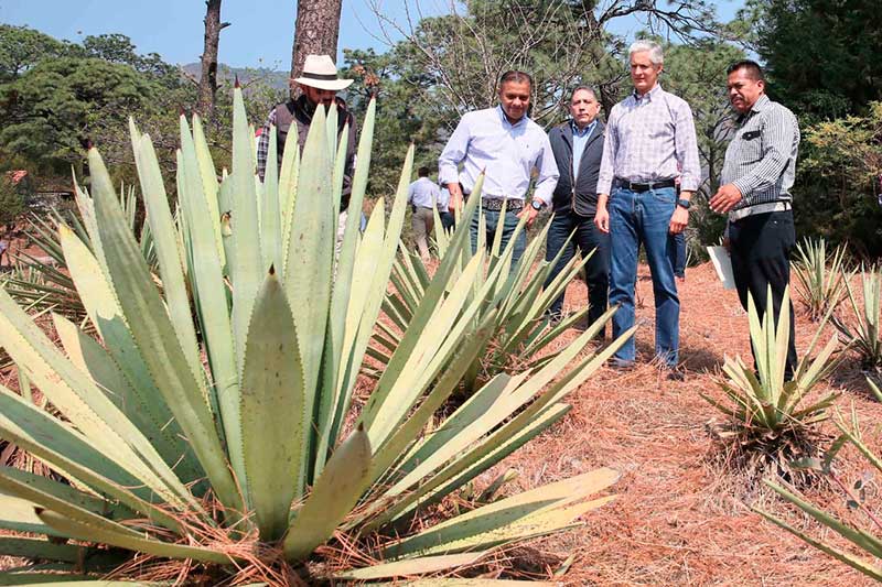 Buscan denominación de origen para el mezcal de Malinalco
