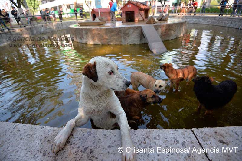 Lograron rescatar a 14 patos del ataque de perros en la Alameda, 16 fueron devorados