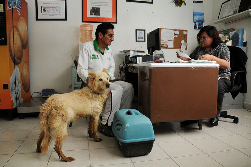 Inspeccionan 28 centros de bienestar animal en territorio mexiquense
