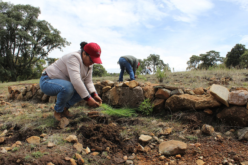 Reforestación en Aculco alcanza 85 por ciento de sobrevivencia