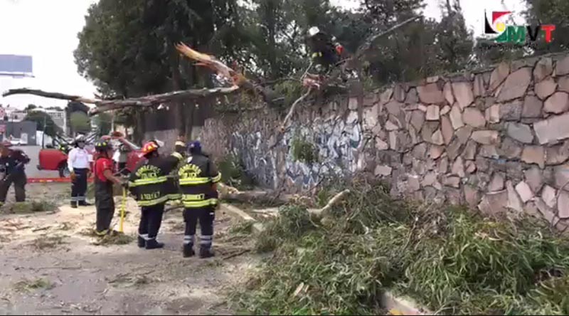 Cae árbol en la Colonia Cuauhtémoc de Toluca