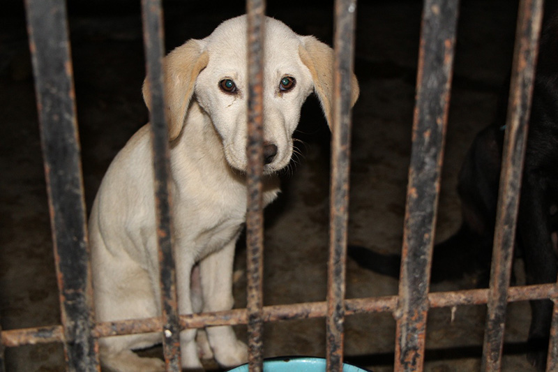 Rescatan a once perros maltratados tras denuncia en redes sociales