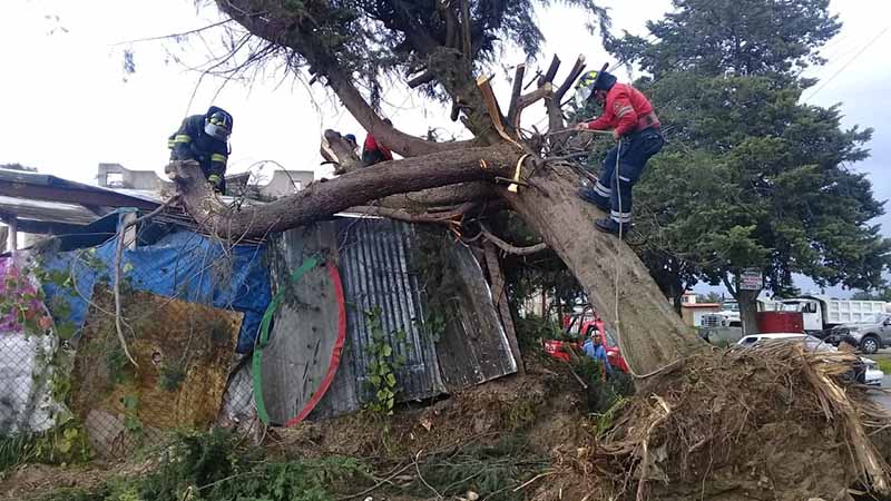 Cae árbol sobre negocio en Capultitlán